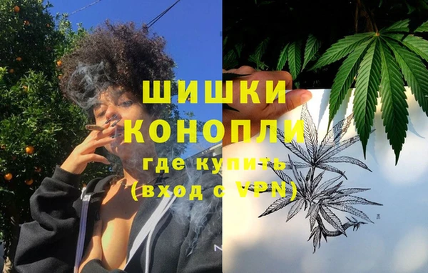 прущие грибы Белокуриха
